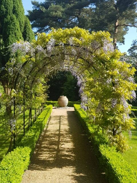 wisteria 2018